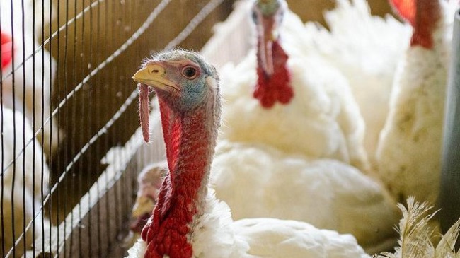 Штат Миннесота объявил о чрезвычайном положении в связи с распространением птичьего гриппа